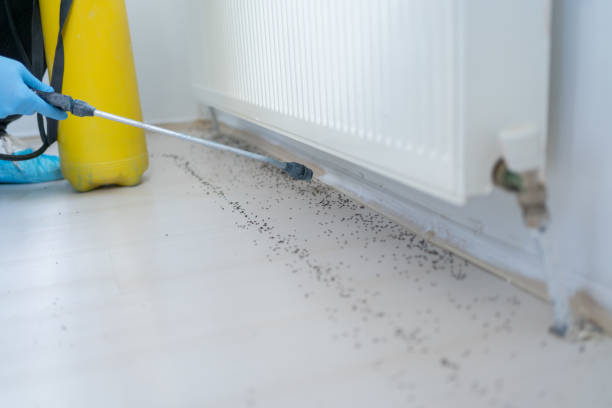 Best Local Pest Control Services  in West Clarkston Highland, WA